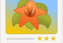 如何在 Ubuntu 20.04 LTS 上安装 gThumb